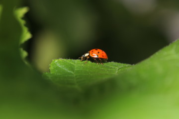 Unknown beetle on a leaf in the garden in Germany