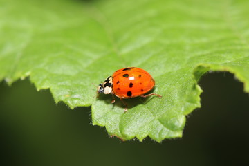 Unknown beetle on a leaf in the garden in Germany