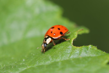 Obraz premium Unknown beetle on a leaf in the garden in Germany