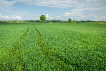 Wheel tracks in a green field and clouds on a blue sky