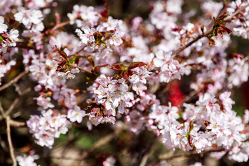 Cherry blossom tree in bloom. Sakura flowers  in bloom. Garden on sunny spring day. Soft focus botany photography. Shallow depth of field. Floral background.