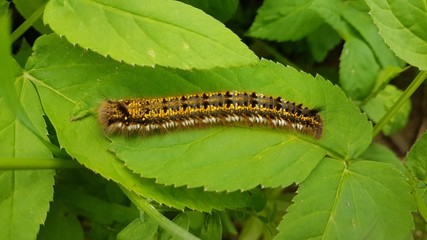 caterpillar on leaf