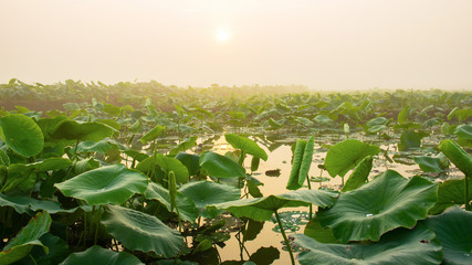 The lush lotus leaves in the morning.