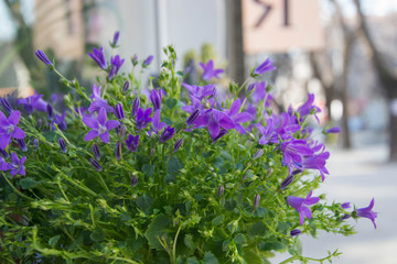 Naklejka premium Blooming potted Campanula muralis flowers on a shelf in a flower shop, campanula americana blossom, or violet bellflowers for garden and decoration, floral background