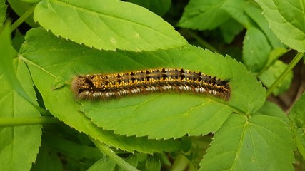 caterpillar on leaf