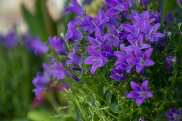 Blooming potted Campanula muralis flowers on a shelf in a flower shop, campanula americana blossom, or violet bellflowers for garden and decoration, floral background