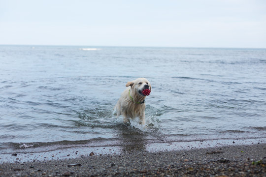 Image of a funny dog breed golden retriever has fun on the beach after swimming with its red ball