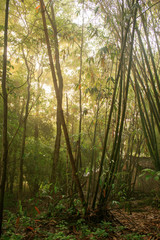 Obraz na płótnie Canvas Sunny jungle.Qionglai county, Chengdu city, Sichuan prov. China.