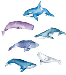 Watercolor painted whales set isolated on white background. Hand drawn watercolor illustration of marine inhabitants for design