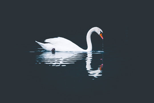 White swan drinking, on a dark background