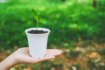 World Environment Day concept. Hand holding plant in pot.