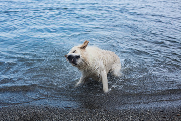 Obraz na płótnie Canvas Cute and crazy Golden Retriever dog shaking its head on the beach