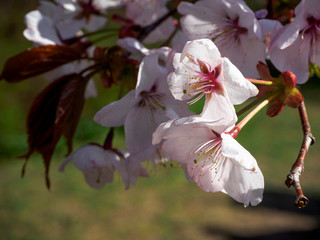 Cherry blossom branch in bloom. Closeup sakura flowers on blurred bokeh background. Garden on sunny spring day.  Shallow depth of field. Soft focus macro floral hotography.