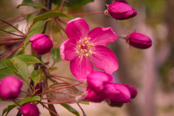 Fototapeta na wymiar flower, pink, nature, garden, plant, blossom, bloom, 