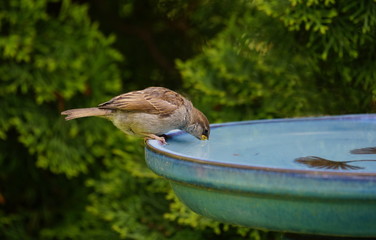 Sperling,Spatz,Sparrow,Singvogel,Songbird