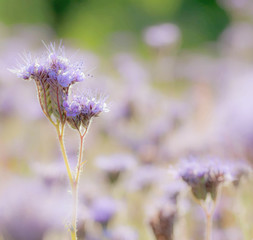 Nahaufnahme Lila Blumen im Garten 