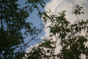 branch of tree in winter