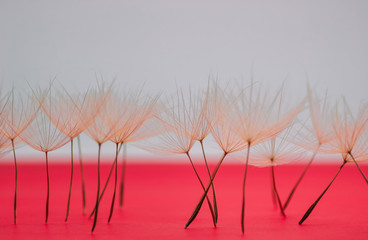 macro dandelion petals standing on red surface like small umbrellas