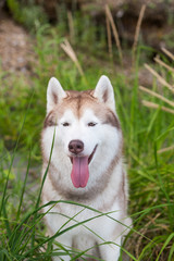 Close-up Portrait of cute Beige and white Siberian Husky dog sitting in the grass at the seaside