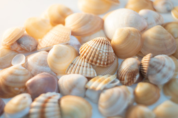 Sea shells pattern