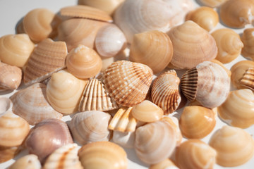 Sea shells pattern