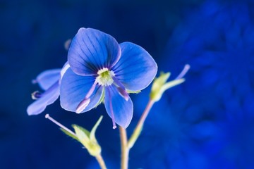 Blue flower of veronica persian close-up