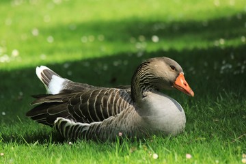 Hübsche Gans nimmt ein Sonnenbad auf einer Wiese