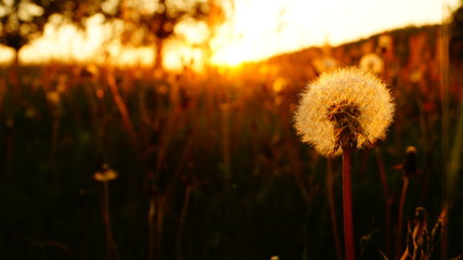 Beautiful sunset in a garden