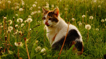 Beautiful kitten in a garden on a sunny day