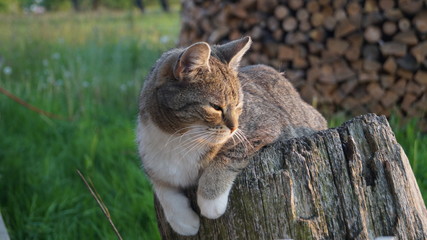 Beautiful kitten in a garden on a sunny day