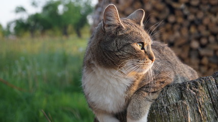 Beautiful kitten in a garden on a sunny day