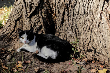 old cat near the tree