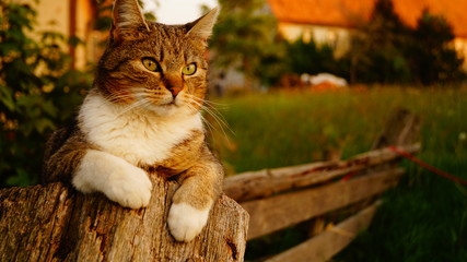 Beautiful kitten in a garden on a sunny day