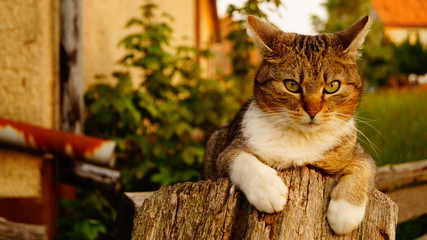 Beautiful kitten in a garden on a sunny day