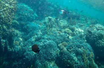 Fototapeta premium sea fish near coral, underwater