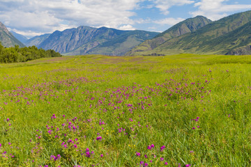 Fototapeta na wymiar Flower valley in Mountains Altai. Beautiful summer landscape. Clouse up.