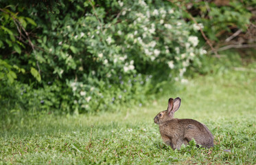 Snowshoe Hare grazing on lawn during late Spring.