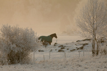 Horse in winter