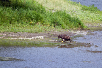 Fototapeta premium Young Golden Eagle on the banks of the Missouri River in Montana