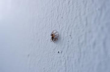 small jumping spider on white wall, spider in house