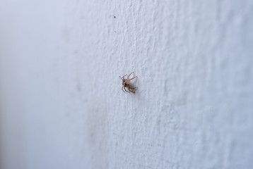 small jumping spider on white wall, spider in house