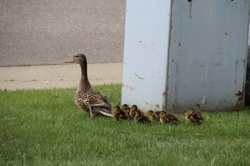 Mallard With Her Young, Edmonton, Alberta