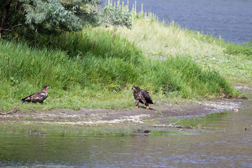 Two young Golden Eagles on the banks of the Missouri River in Montana