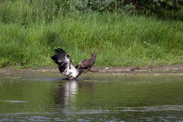 Young Golden Eagles on the banks of the Missouri River in Montana