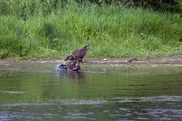 Two young Golden Eagles on the banks of the Missouri River in Montana