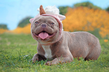 Smiling lilac brindle colored French Bulldog dog with funny pink unicorn hat lying on ground in...