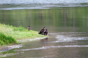 Golden Eagles on the banks of the Missouri River in Montana