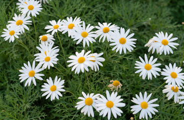 Fototapeta premium flower nature spring daisies plant green and white