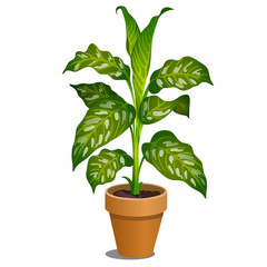Office potted dieffenbachia tree isolated on white background. Ornamental poisonous plant. Vector cartoon close-up illustration.