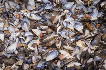 Sea shells covering floor of beach